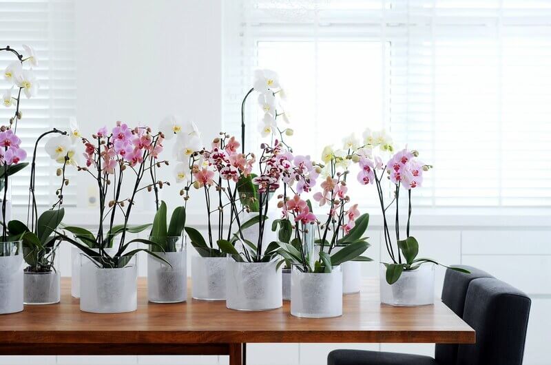 Как посадить орхидею