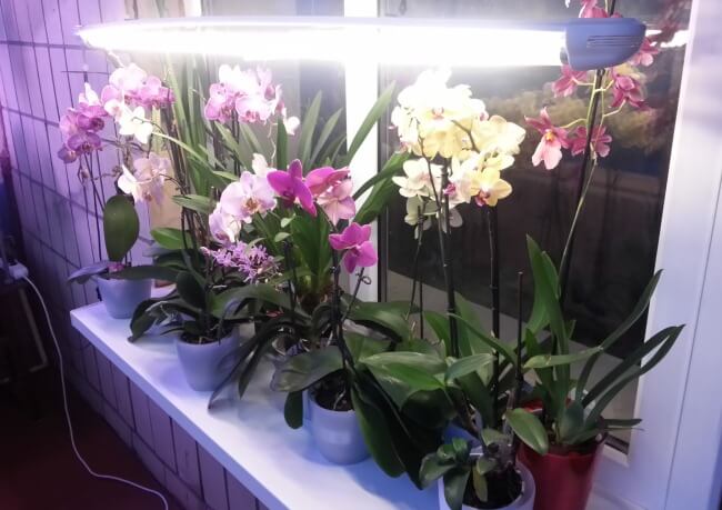 Выращиваем орхидеи