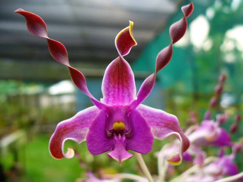 История орхидеи
