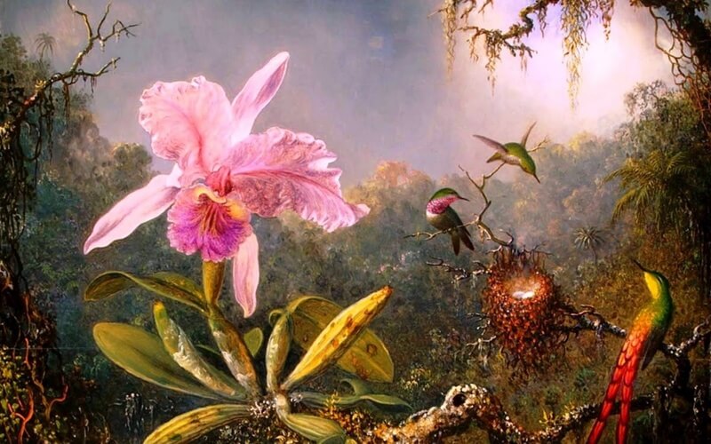 История орхидеи