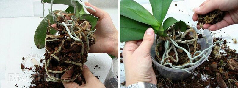 Как и когда пересаживать орхидею