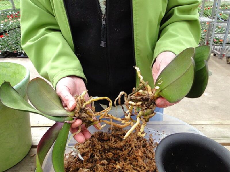 Как рассадить орхидею