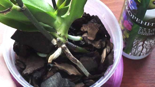 Как укоренить орхидею