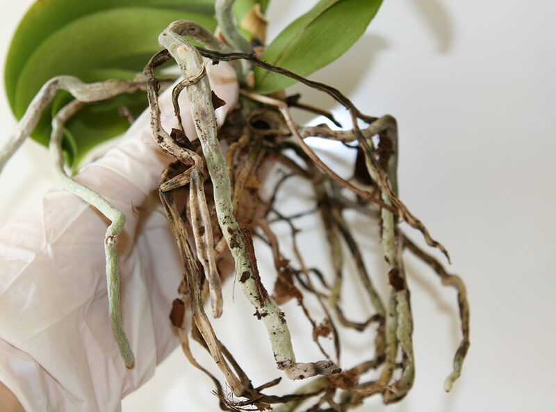 Как вырастить орхидею из стебля: практические советы