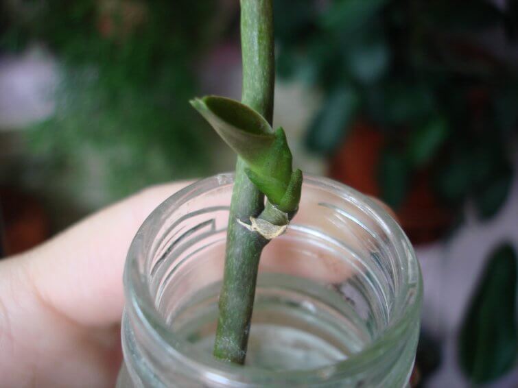 Как вырастить орхидею из цветоноса: практические советы