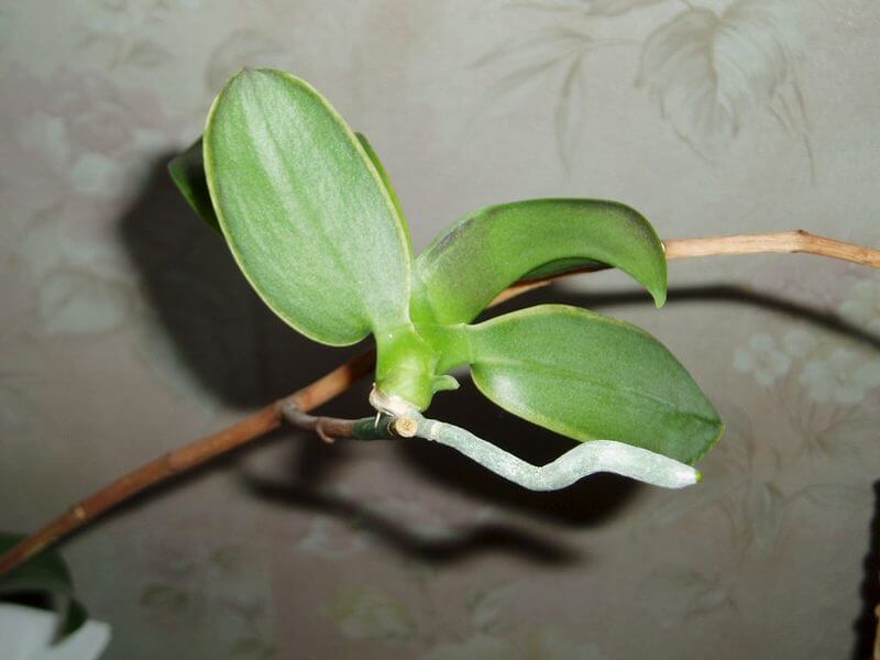 Как вырастить орхидею из стебля: практические советы