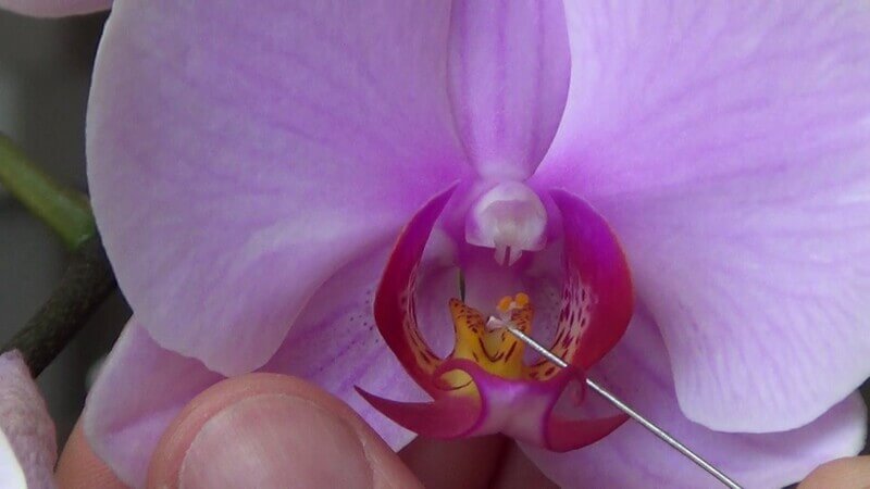 Как вырастить орхидею из семян в домашних условиях