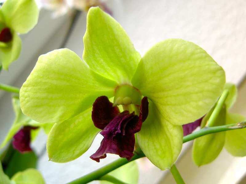Листья орхидеи