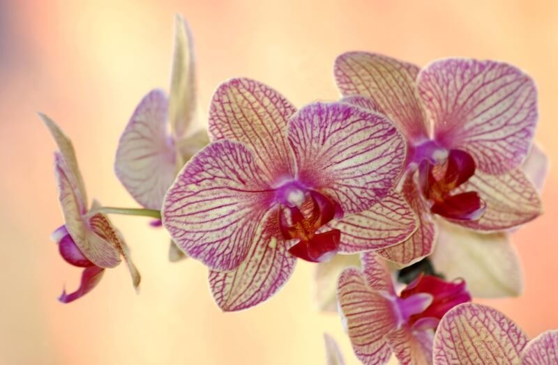 Листья орхидеи