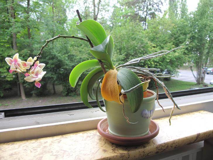 можно ли пересадить орхидею во время цветения