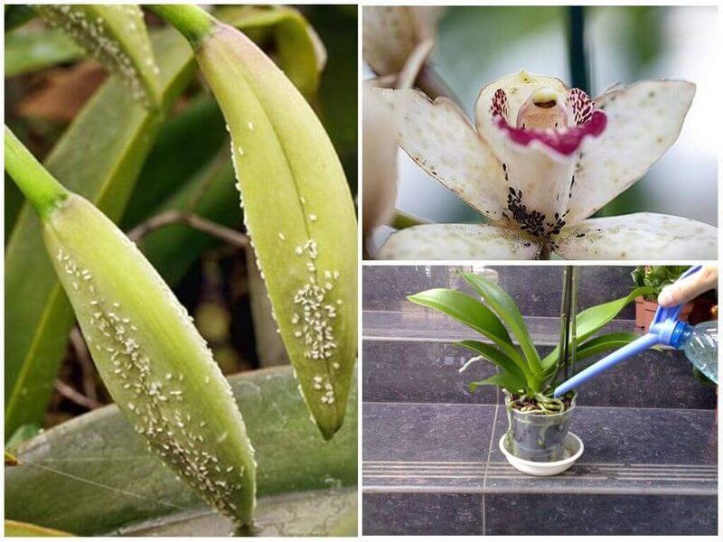 можно ли пересадить орхидею во время цветения