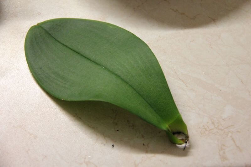 Можно ли размножить орхидею листочком