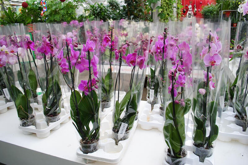 Как Пересадить Орхидею Купленную В Магазине Цветущую