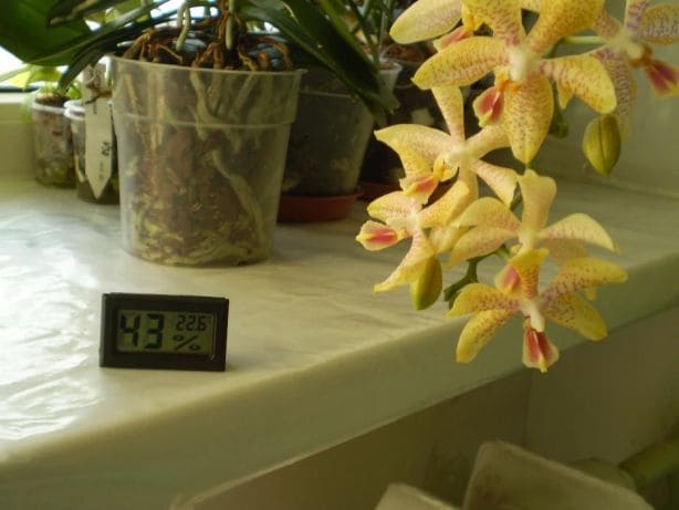 Почему желтеют листья у орхидеи?