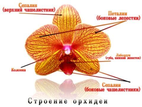 Строение орхидеи