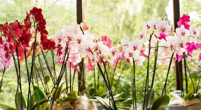 Чем поливать орхидею чтобы она всегда цвела