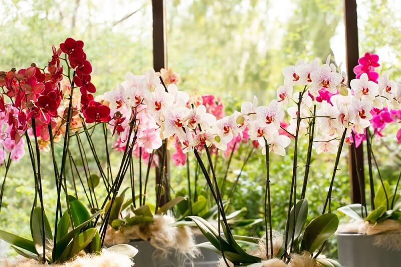 Чем поливать орхидею чтобы она всегда цвела