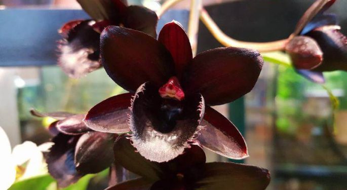 Черная орхидея
