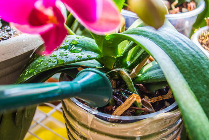 Как поливать орхидею по время цветения