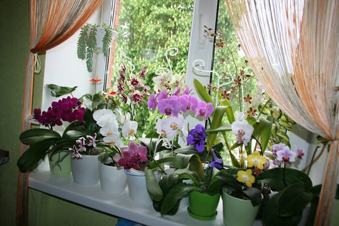 Как помочь орхидее выжить в трудной ситуации