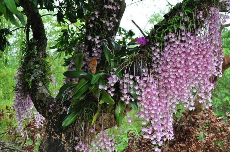 Как выглядит орхидея