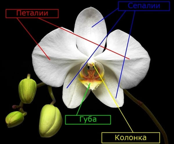 Как выглядит орхидея