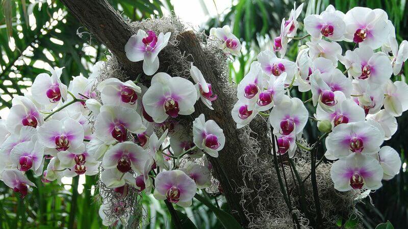 Как вырастить детку орхидеи из цветоноса