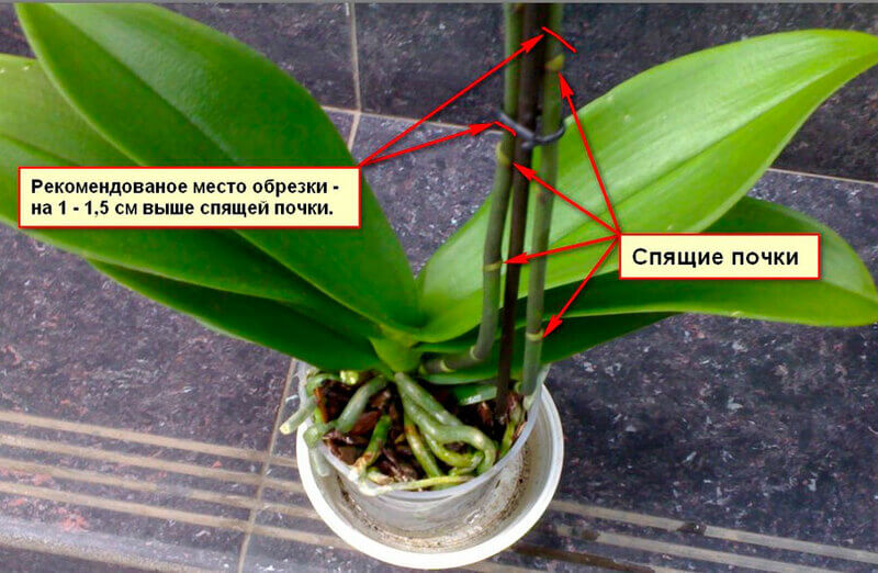 Как вырастить детку орхидеи из цветоноса