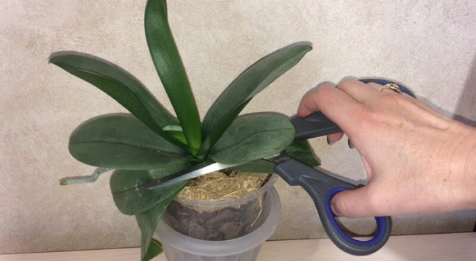 Можно ли обрезать листья у орхидеи