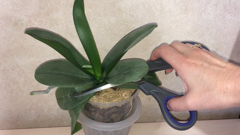 Можно ли обрезать листья у орхидеи