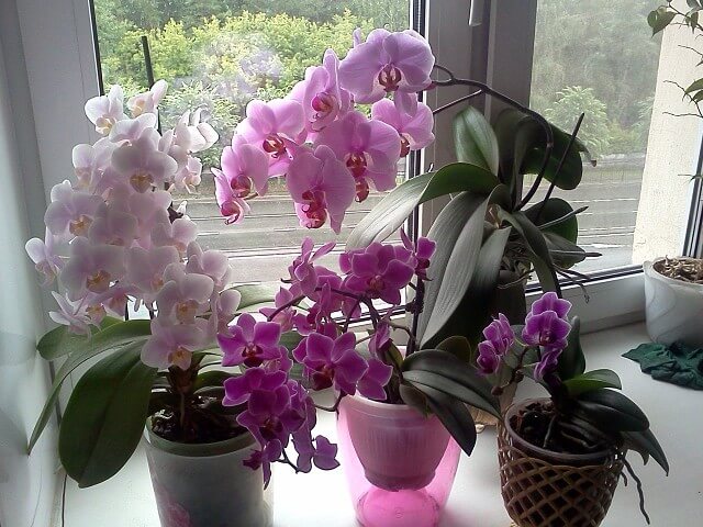 Орхидея уход в домашних условиях после цветения