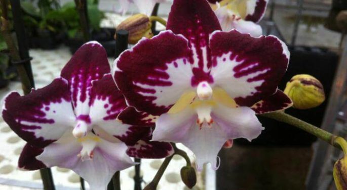 Орхидея Биг Лип