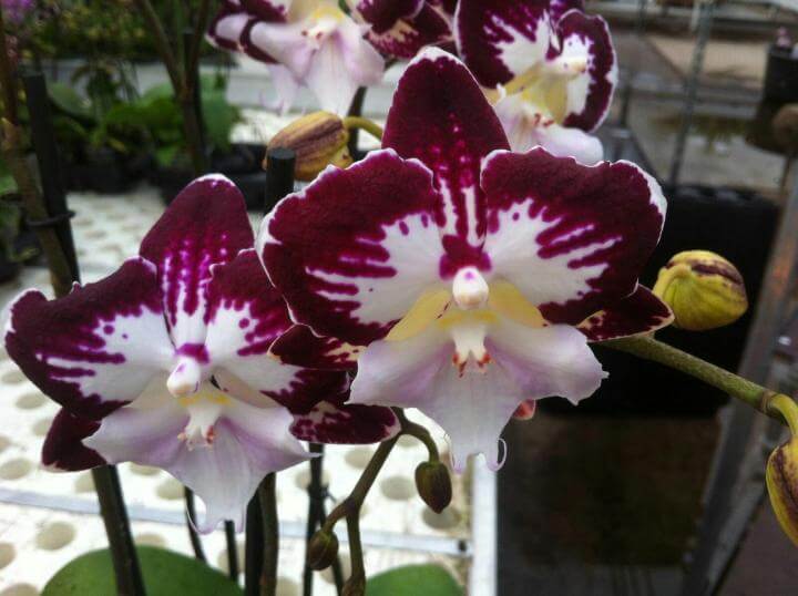 Орхидея Биг Лип