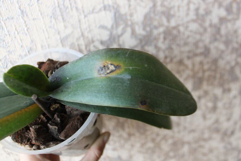 Почему темнеют листья у орхидеи: причины и методы лечения