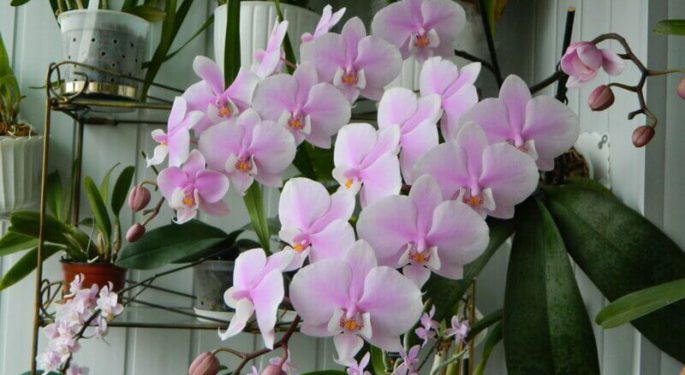 Почему краснеют листья у орхидеи и как этого избежать