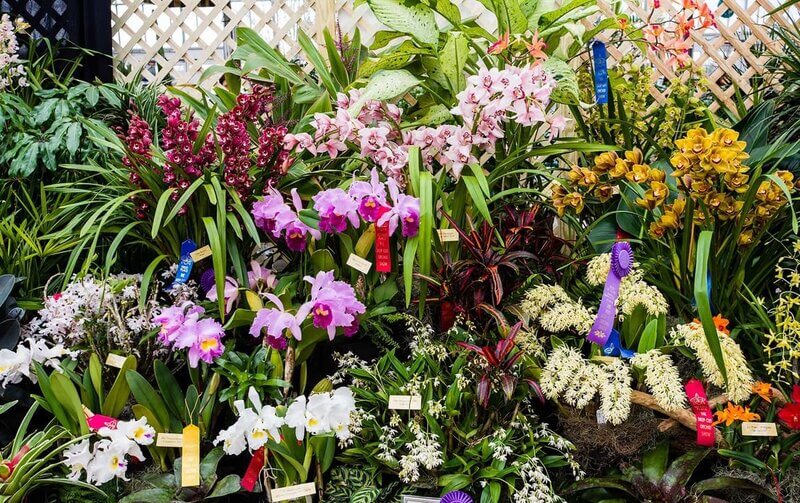 У орхидеи опали все листья: что делать, причины и способы реанимации