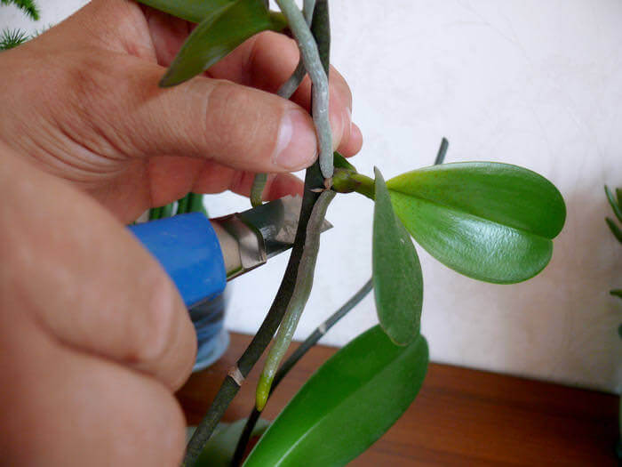 Что делать, если орхидея дала отросток на стебле