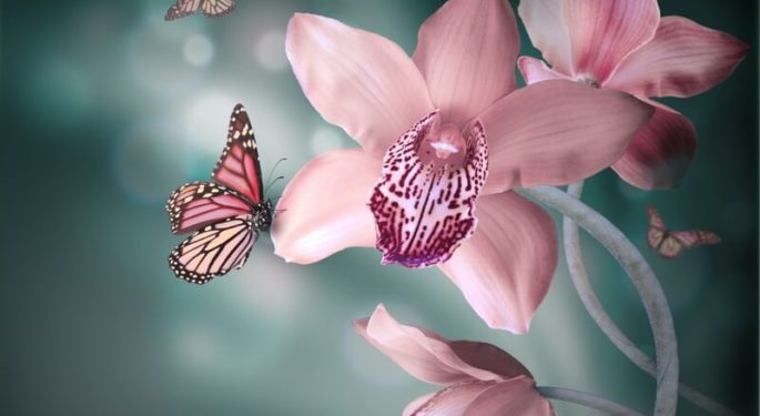 Орхидея "Бабочка"