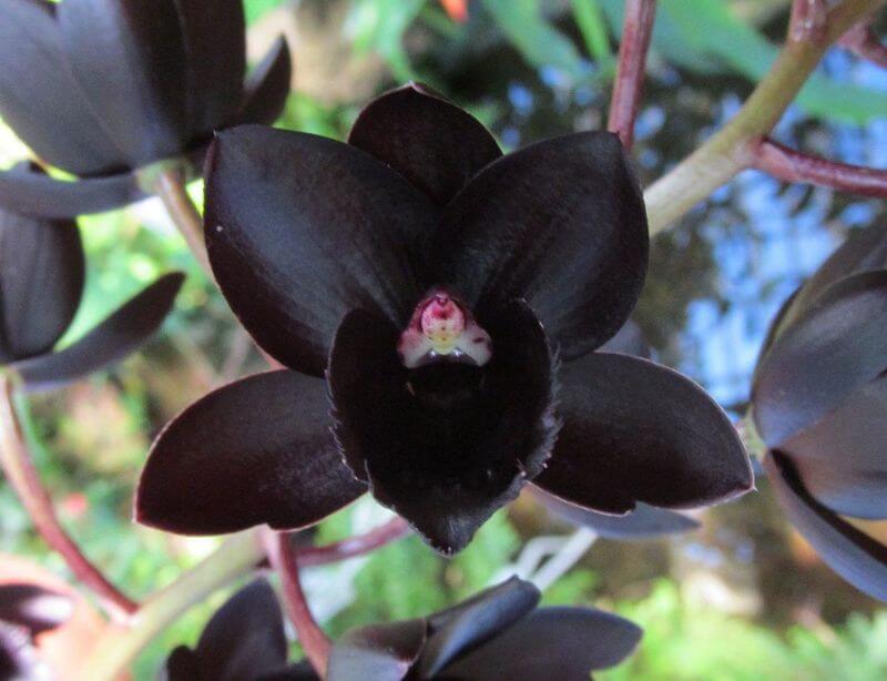 Орхидея "Бабочка"