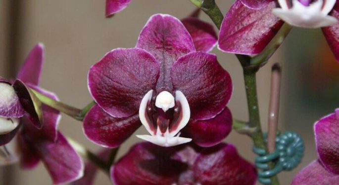 Орхидея "Каода"