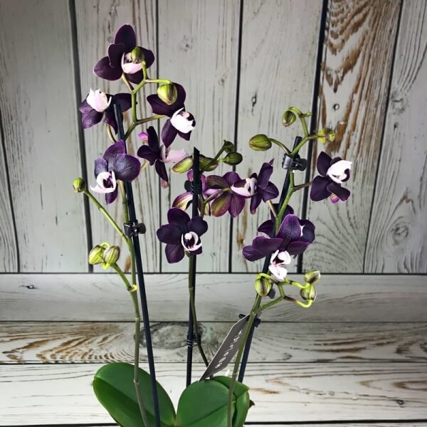 Орхидея "Каода"