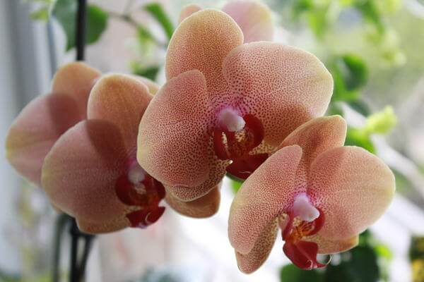 Орхидея «Легато»