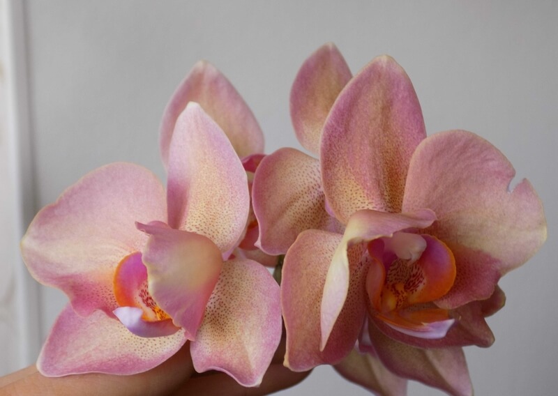 Орхидея «Легато»