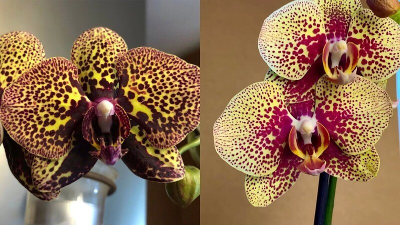 Орхидея "Леопард"