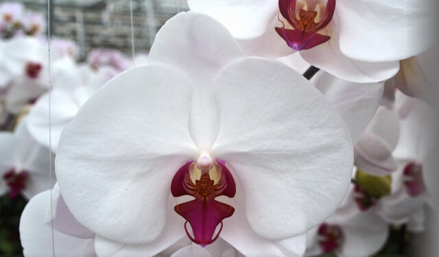 Орхидея "Red Lips" (Красные губы)