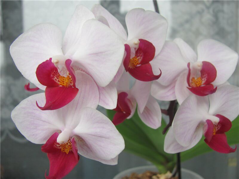 Орхидея "Сакура"