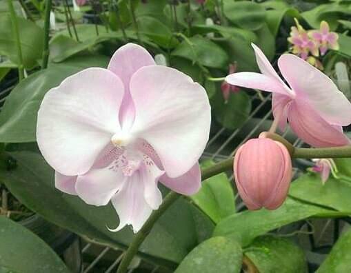 Орхидея "Сакура"