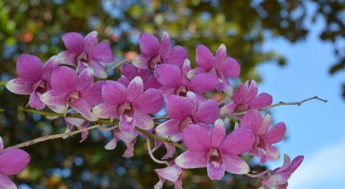 Тайская орхидея