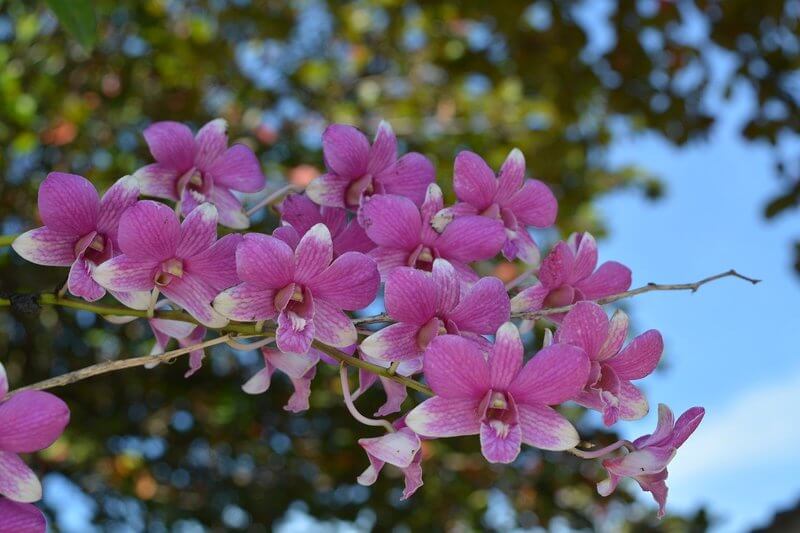 Тайская орхидея