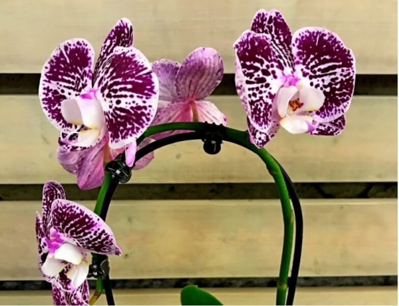 Королевская орхидея
